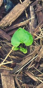 High angle view of frog on wood