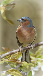 Close-up of bird perching on branch