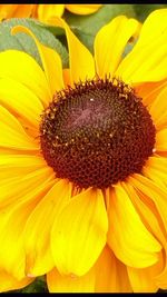 Close-up of sunflower