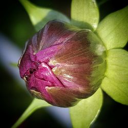 Close-up of pink flowers