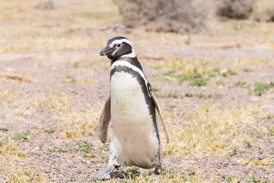 Side view of a bird on field