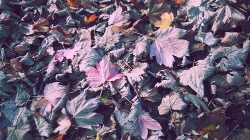 Full frame shot of leaves