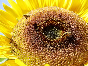 Macro shot of sunflower