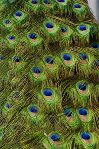 Close-up of peacock feathers