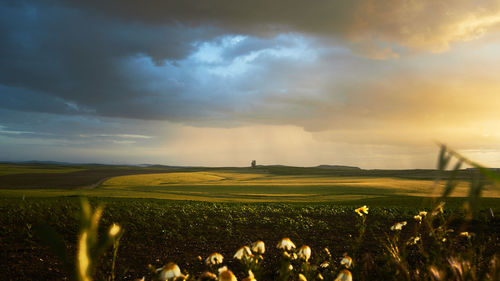 Scenic view of field against sky during sunset