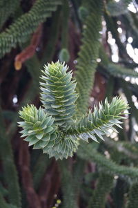 Close-up of green plants