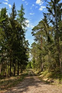 Road amidst trees in forest against sky