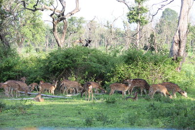 Deer in a field