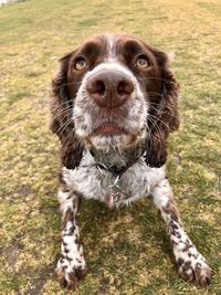 Close-up portrait of a dog looking up