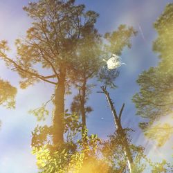 Low angle view of tree against sky