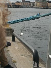 High angle view of seagull in canal