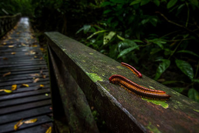 Close-up of centipedes