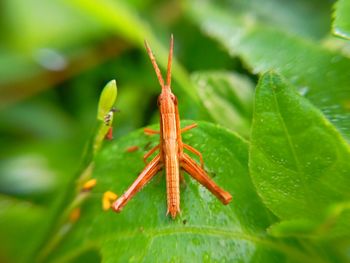 Close-up of insect on leaf