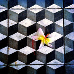 Close-up of frangipani blooming outdoors