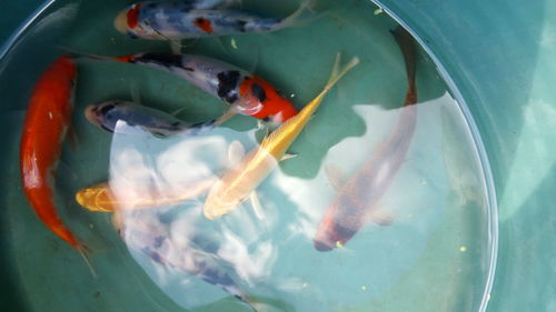 High angle view of fish swimming in sea