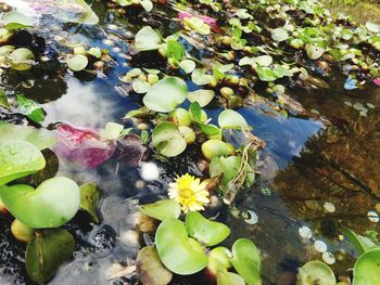 Leaves floating on pond