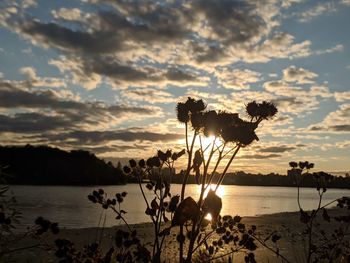 Silhouette plants by sea against sky during sunset