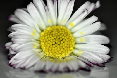 Close-up of white flower blooming against black background