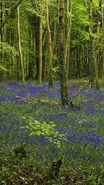 Trees growing in forest