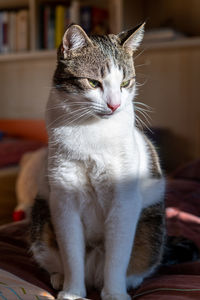 Close-up of cat looking away