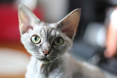 Close-up portrait of tabby cat