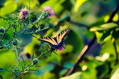 Close-up of butterfly pollinating on flower