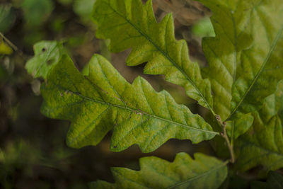 Close-up of maple leaves