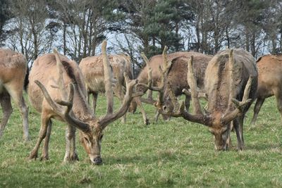 Deer in a field