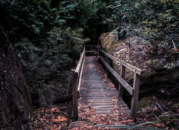 Bridge amidst trees