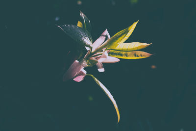 Close-up of wet flower