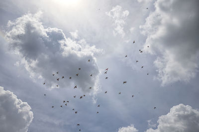 Low angle view of birds flying in sky