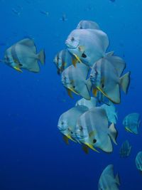 Close-up of fish swimming in sea