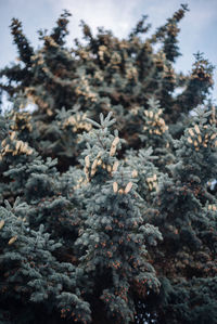 Close-up of snow on tree