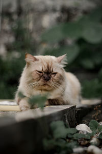 Cat relaxing outdoors