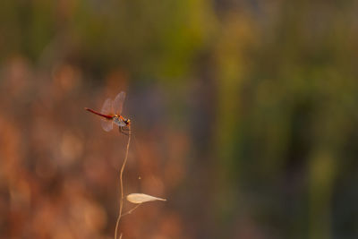 Close-up of damselfly on plant