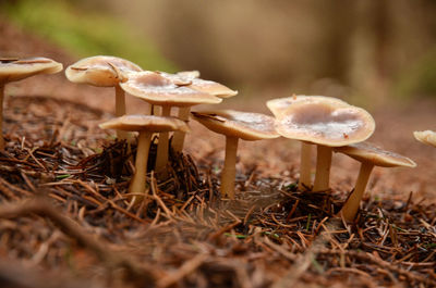 Close-up of mushrooms growing on the floor of a pine forest