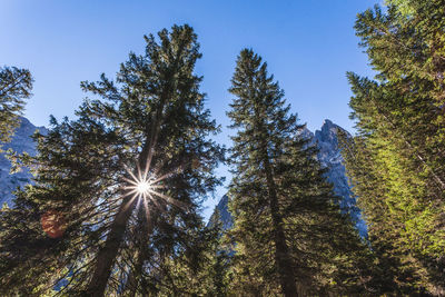 Low angle view of trees against sky