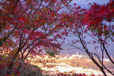 Low angle view of pink flowering tree against sky