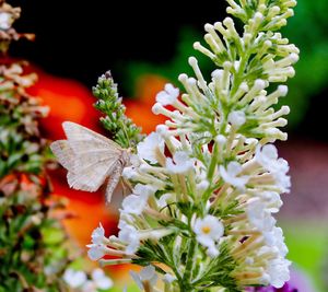 Close-up of insect on flowers