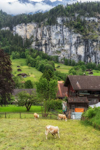 Houses on field
