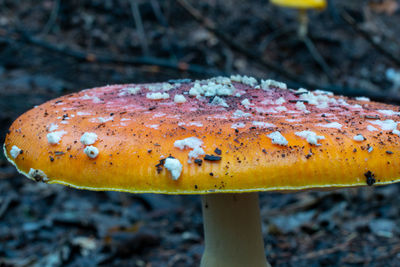 Close-up of mushroom growing on field