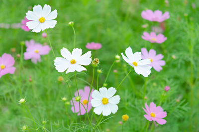 Close-up of white flowering plants on field