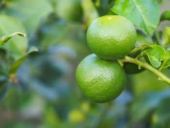 Close-up of fruits growing on tree