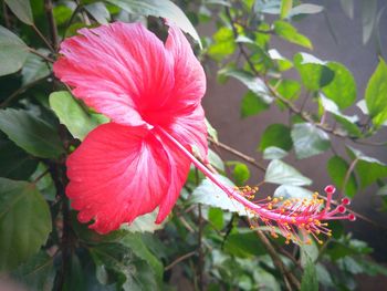 Close-up of red hibiscus blooming outdoors