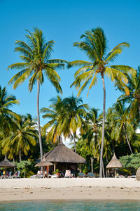 Palm trees on beach against sky