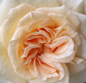 Close-up of white rose