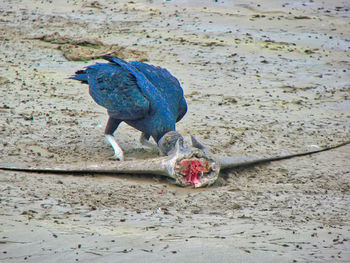 High angle view of a bird on beach