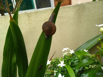 Close-up of snail on plant