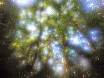 Low angle view of trees against sky