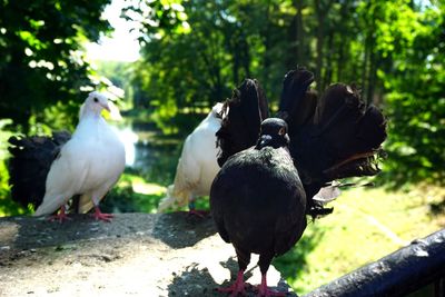 Flock of birds perching on a land